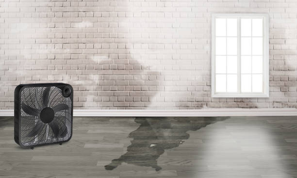 Best Basement water damage restoration  in Jermyn, PA